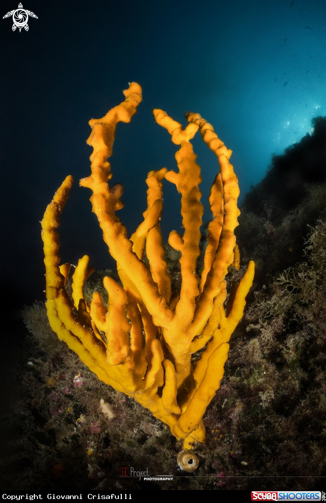 A axinella cannabina