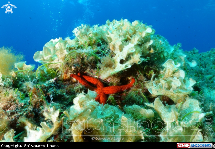 A Echinaster sepositus