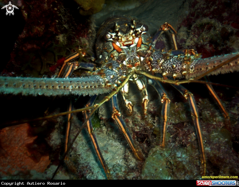 A Panulirus Argus
