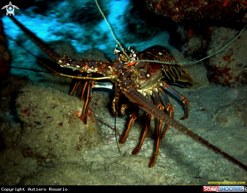 A Panulirus Argus
