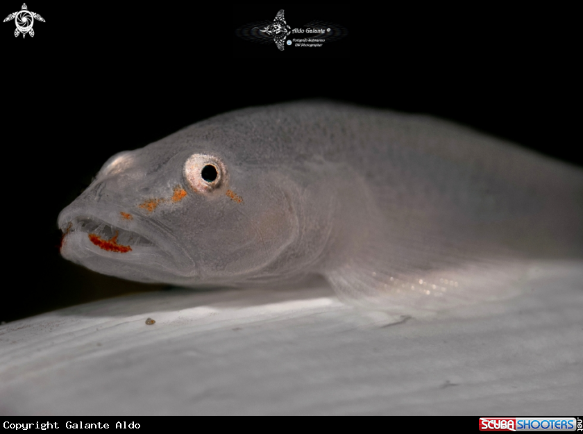A Sea Pen Goby (3 cm.)