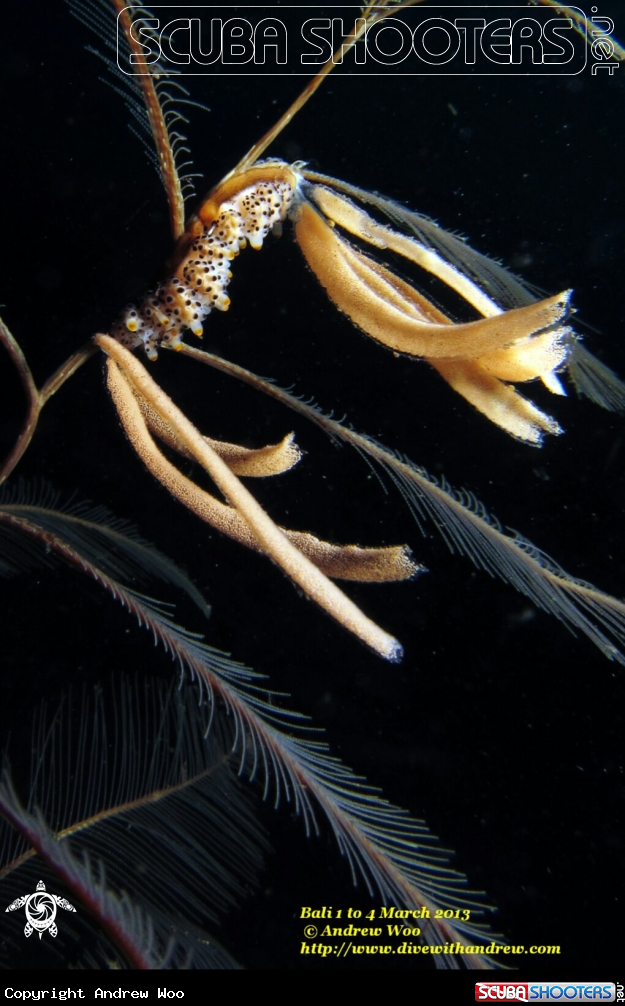 A doto bella nudibranch