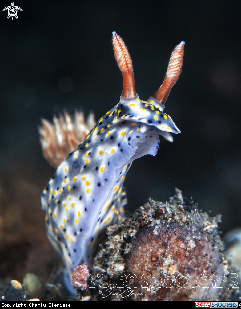 A Hypselodoris roo