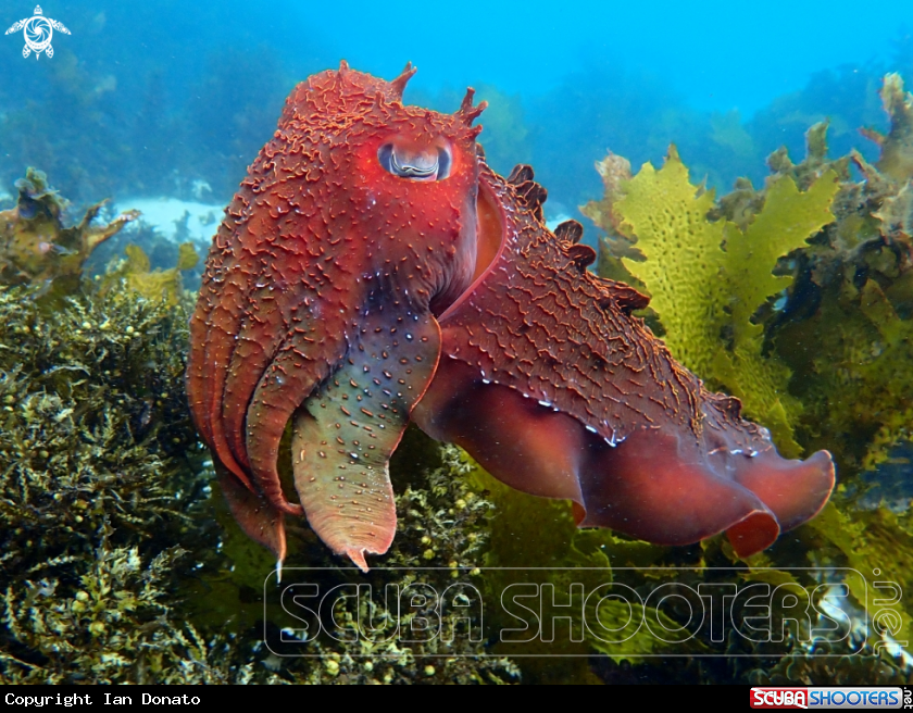 A Australian giant cuttlefish