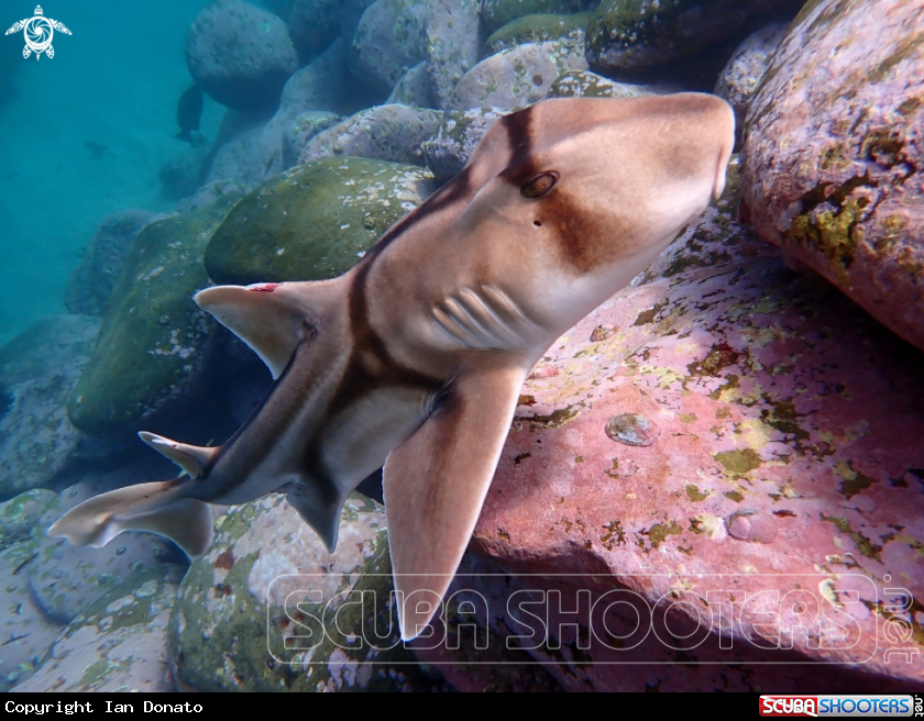 A Port Jackson shark