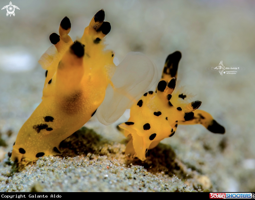 A Seaslug