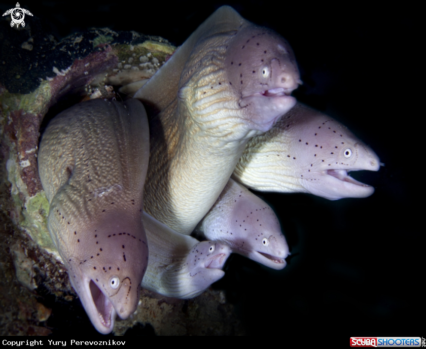 A Moray eels