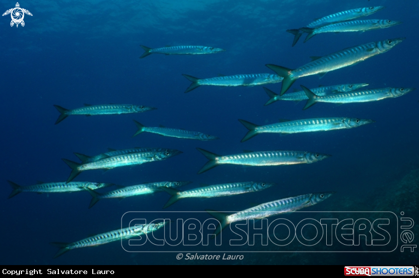 A barracuda