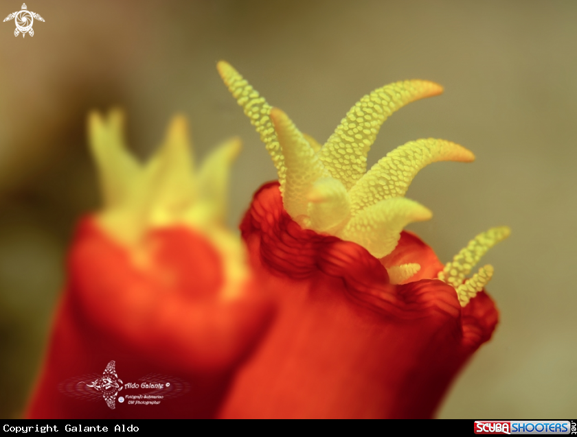 A Corals