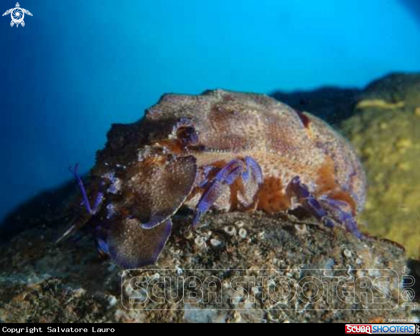 A Scyllarus Arctus