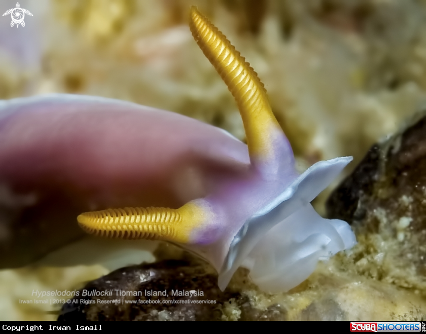 A Hypselodoris