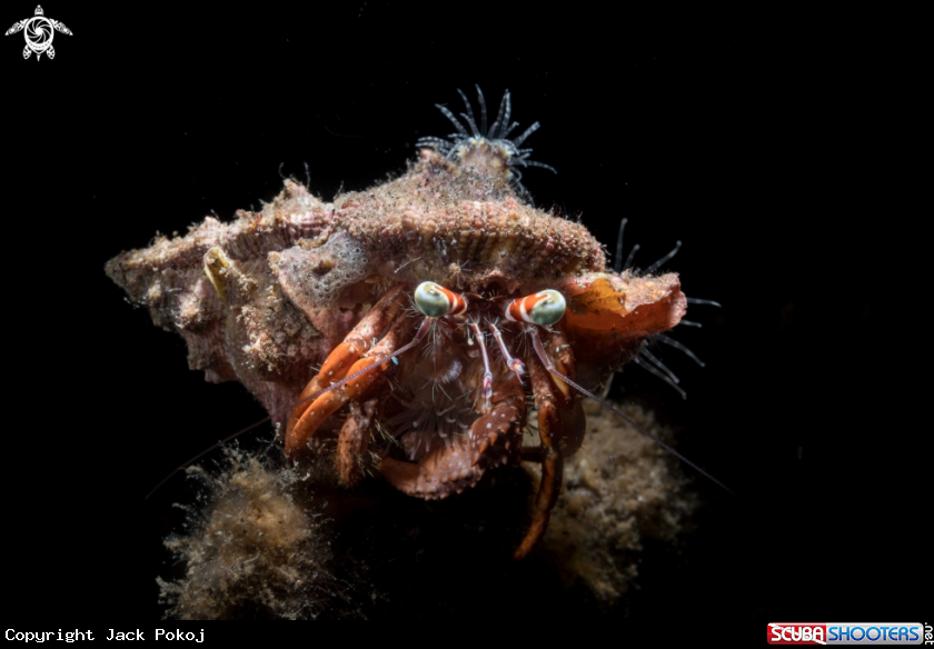 A Hermit crab