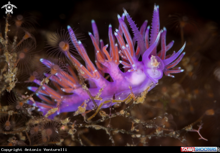 A Flabellina affinis nudibranch