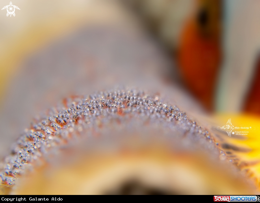 A Clown Fish Eggs