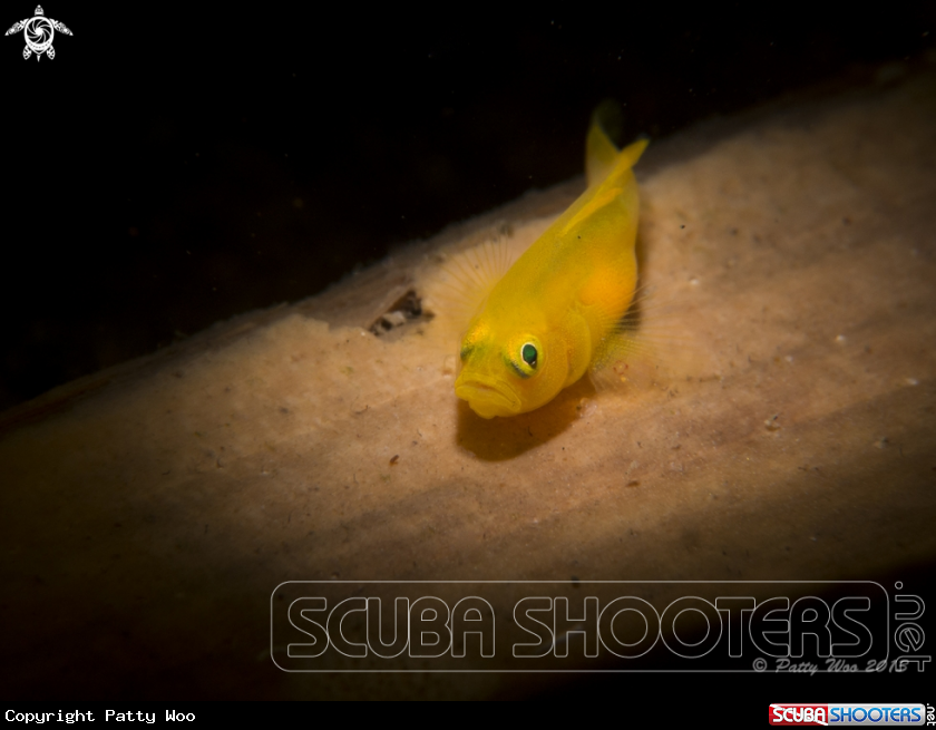 A Goby