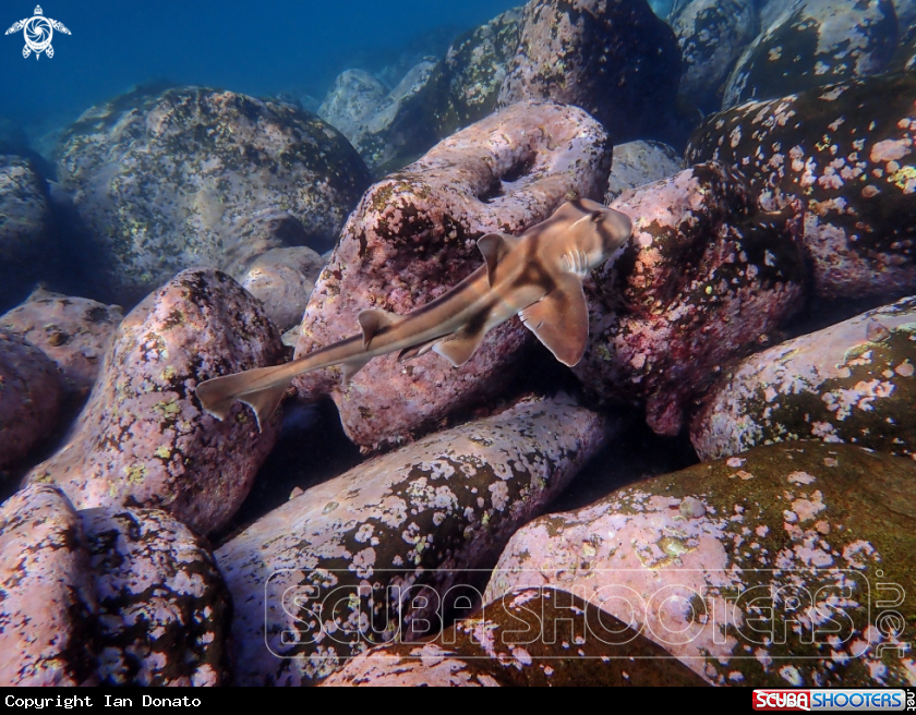 A Port Jackson shark