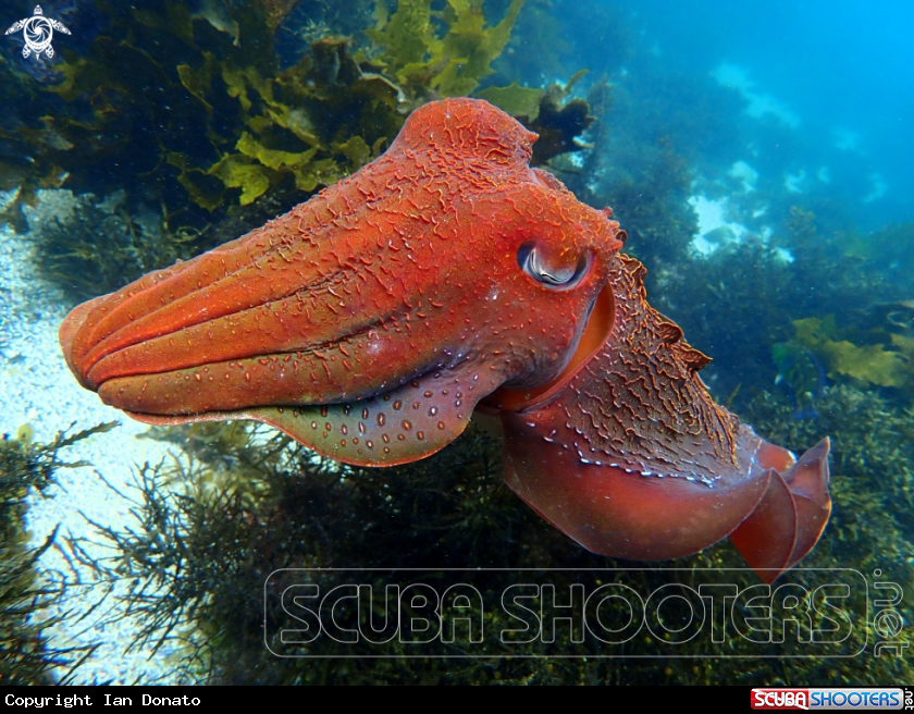A Australian giant cuttlefish