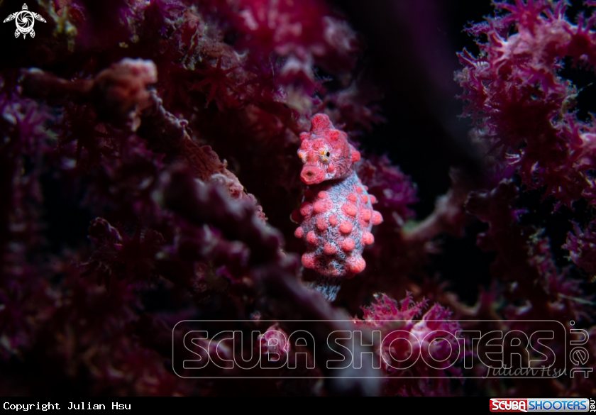 A Bargibant's seahorse