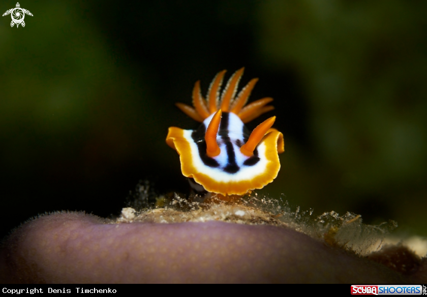 A NUDIBRANCH