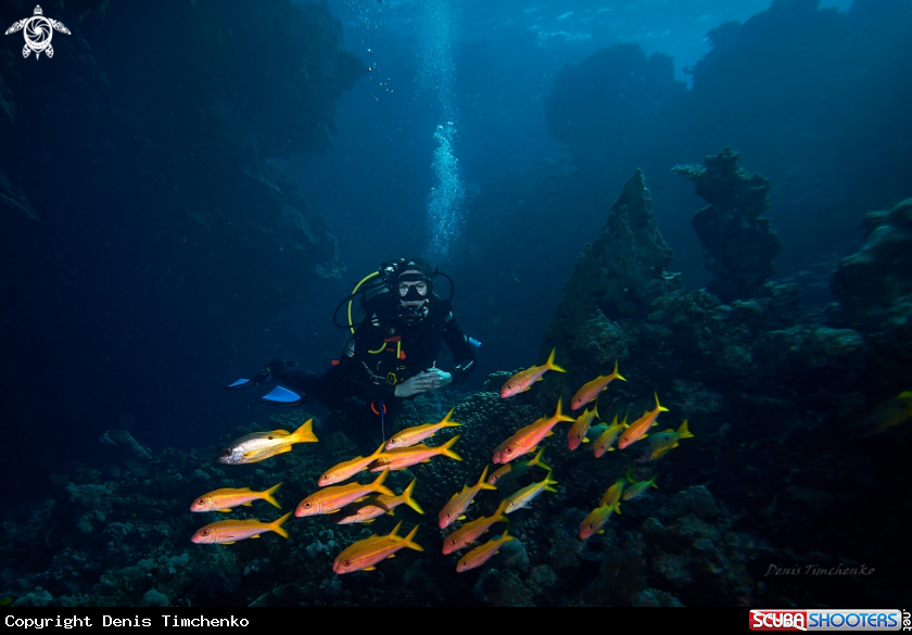 A DIVER