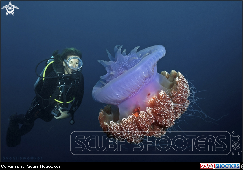 A diver with crown jellyfish