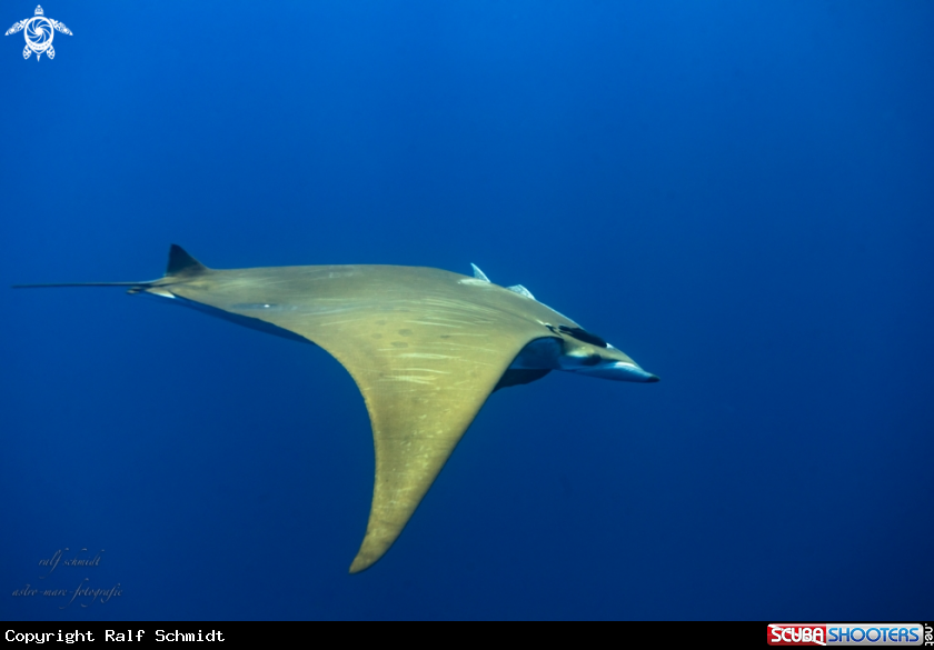A Azoren
