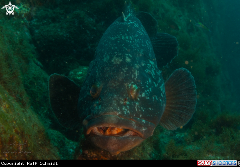 A Azoren