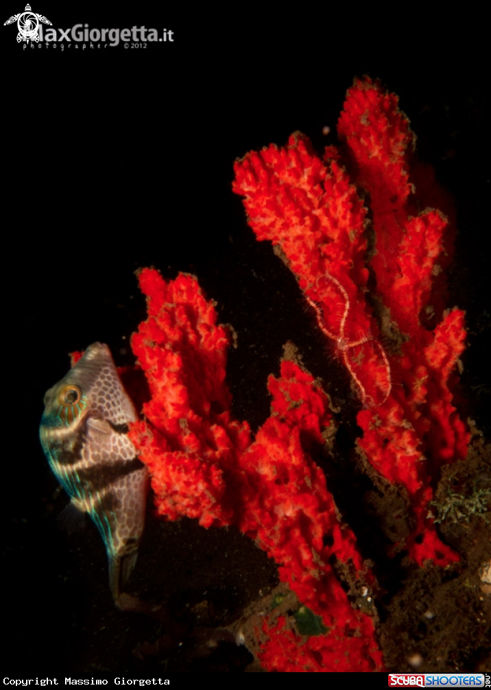 A coral
