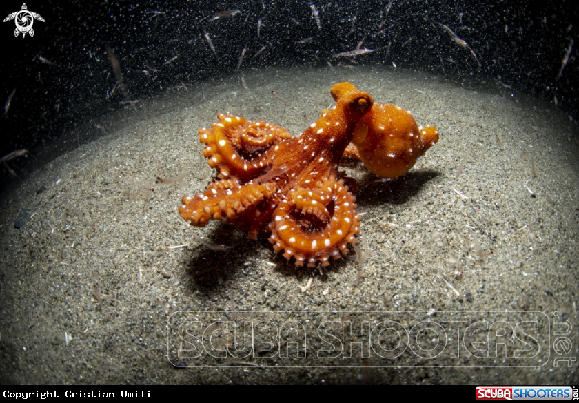 A Octopus
