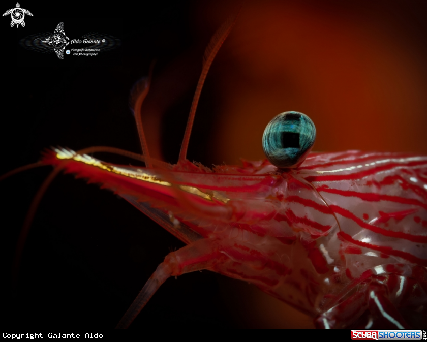 A Camel Shrimp
