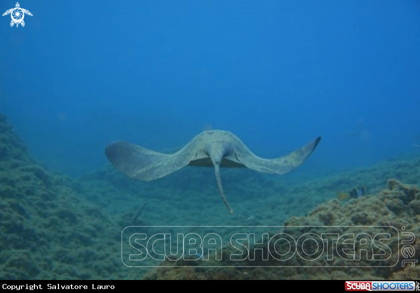 A Torpedo