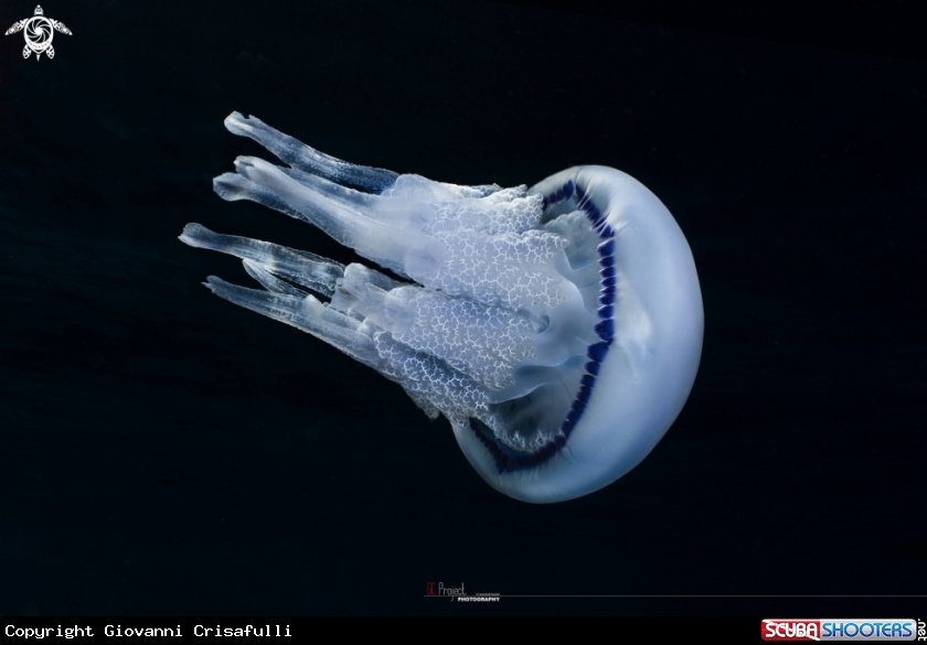 A Rhizostoma pulmo