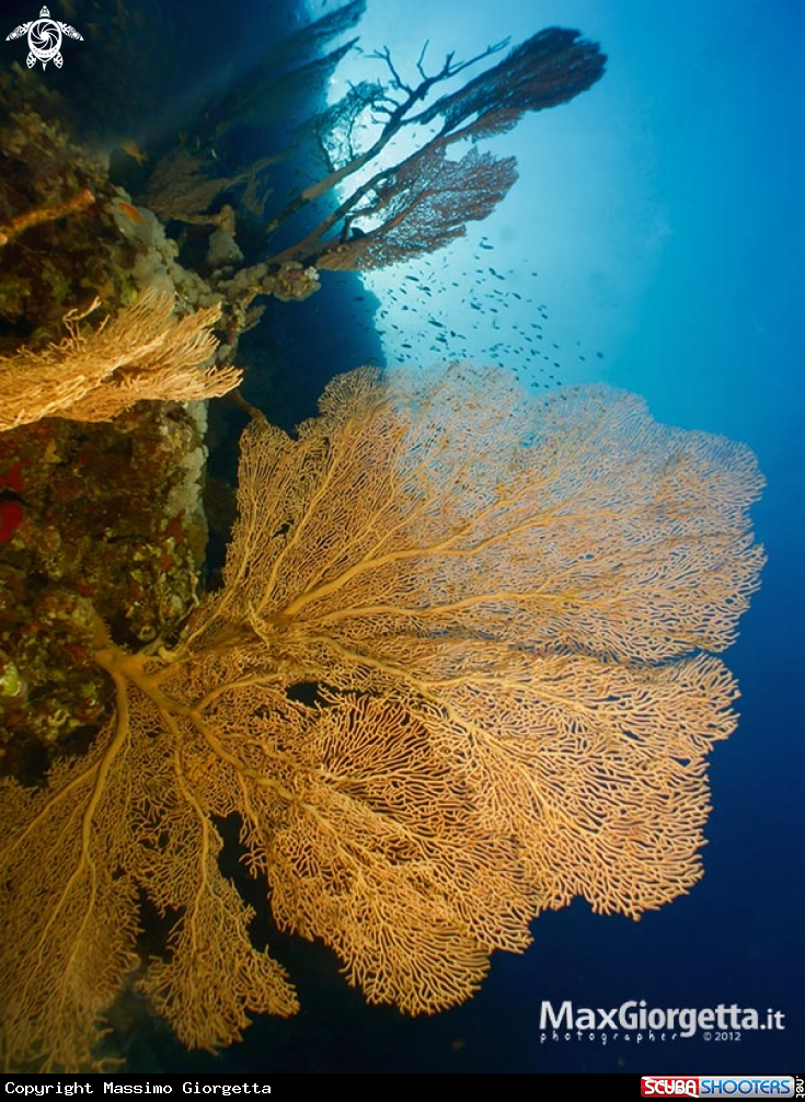 A Gorgonia big