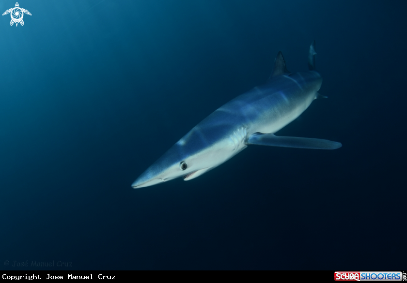 A Blue Shark