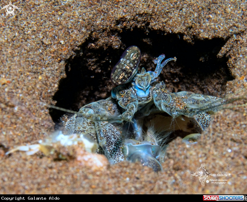 A Mantis Shrimp