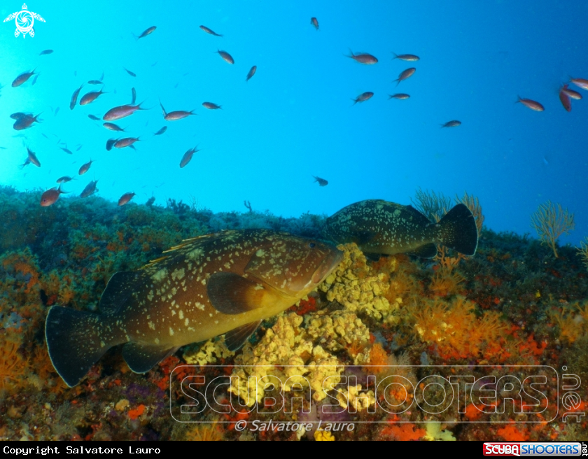 A GROUPER