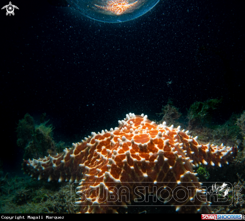 A Starfish 