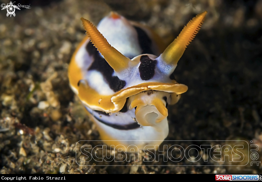 A Nudibranch
