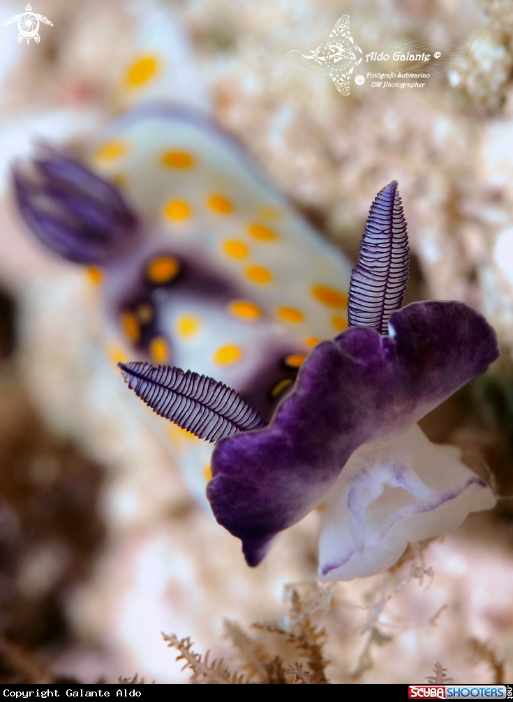 A Goniobranchus Nudibranch