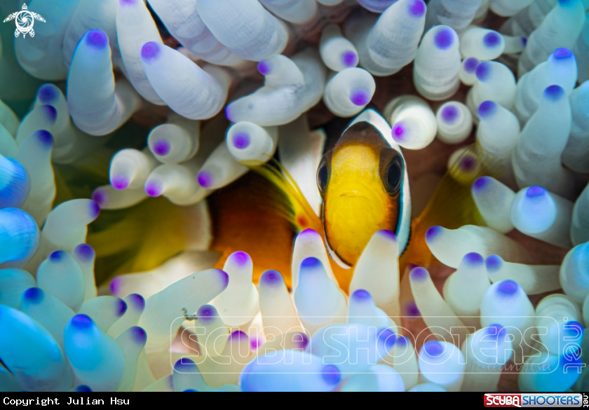 A Anemonefish