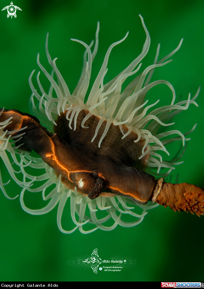 A Anemone