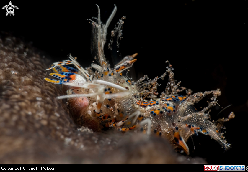 A Tiger shrimp