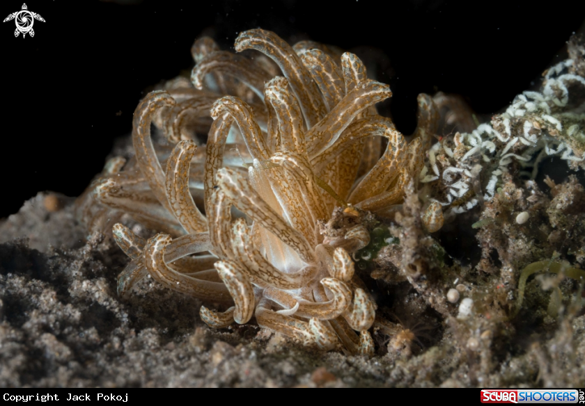 A Phyllodesmium lizardensis