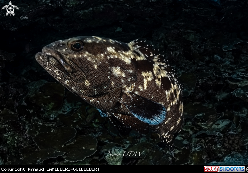 A Marbled grooper