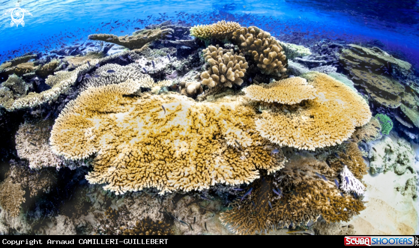 A Mayotte's coral