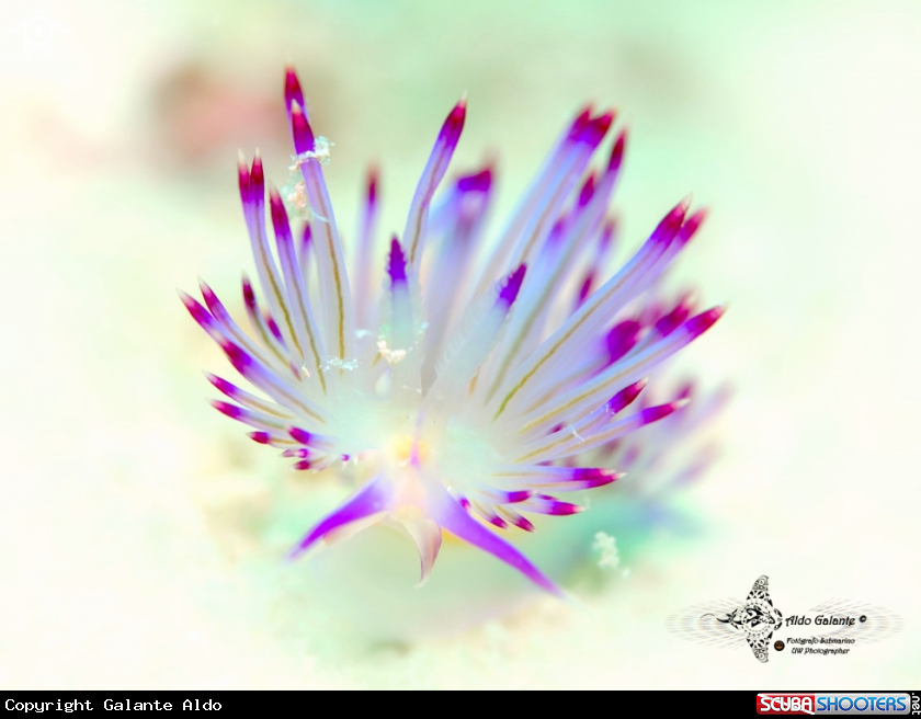 A Flabellina Nudibrach