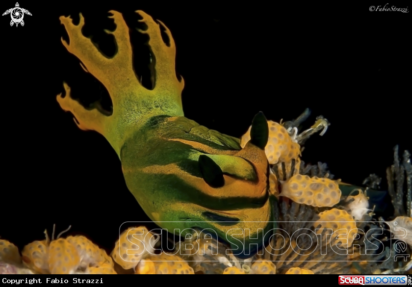 A Nudibranch
