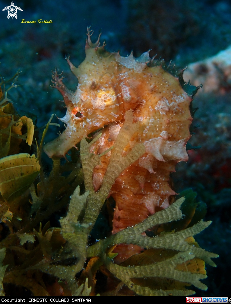 A Hippocampus hippocampus