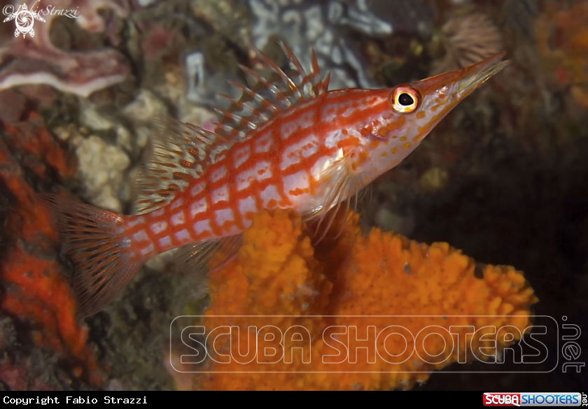 A Long Nose Hawk Fish