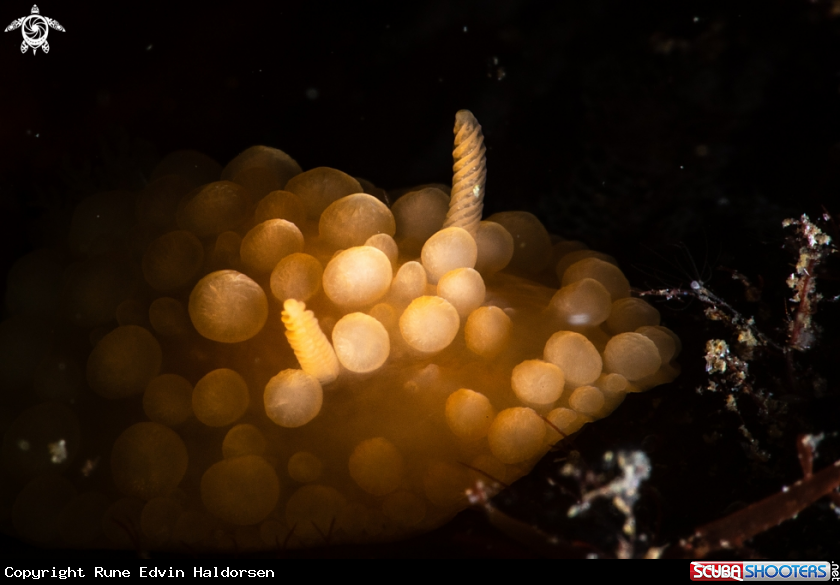 A Onchidoris muricata
